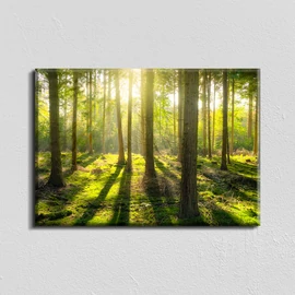 Vászonkép - napfényes erdő - 40x60 cm