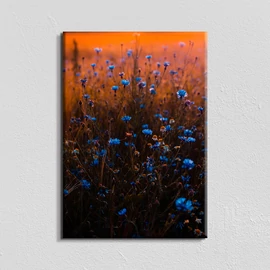 Vászonkép - búzavirág - 40x60 cm